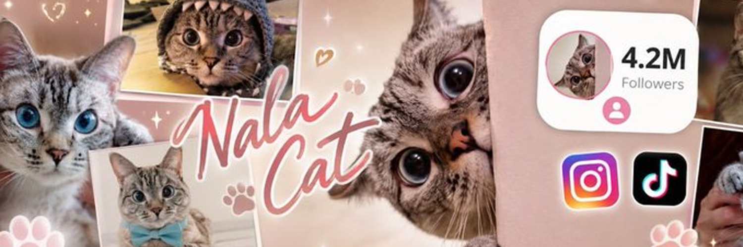 Nala Cat banner — Guinness World Record cat